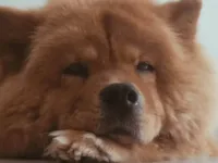 Stefany Forte Machado