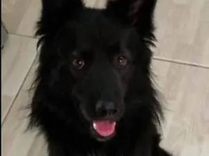 Cachorro ra a Pastor Alemão idade 1 ano nome Aslan