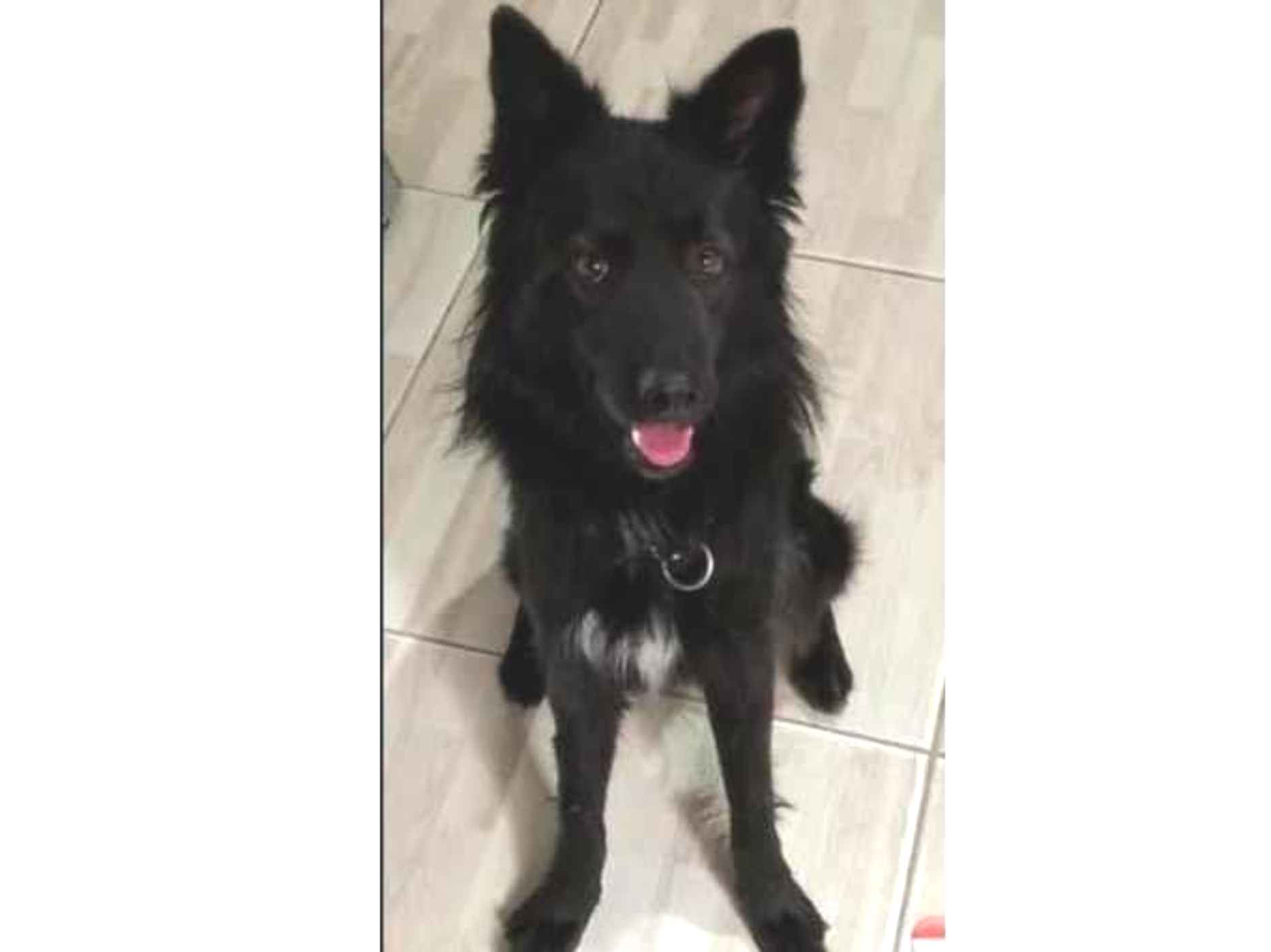 Cachorro raça Pastor Alemão idade 1 ano nome Aslan