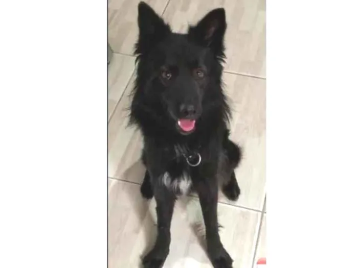 Cachorro ra a Pastor Alemão idade 1 ano nome Aslan