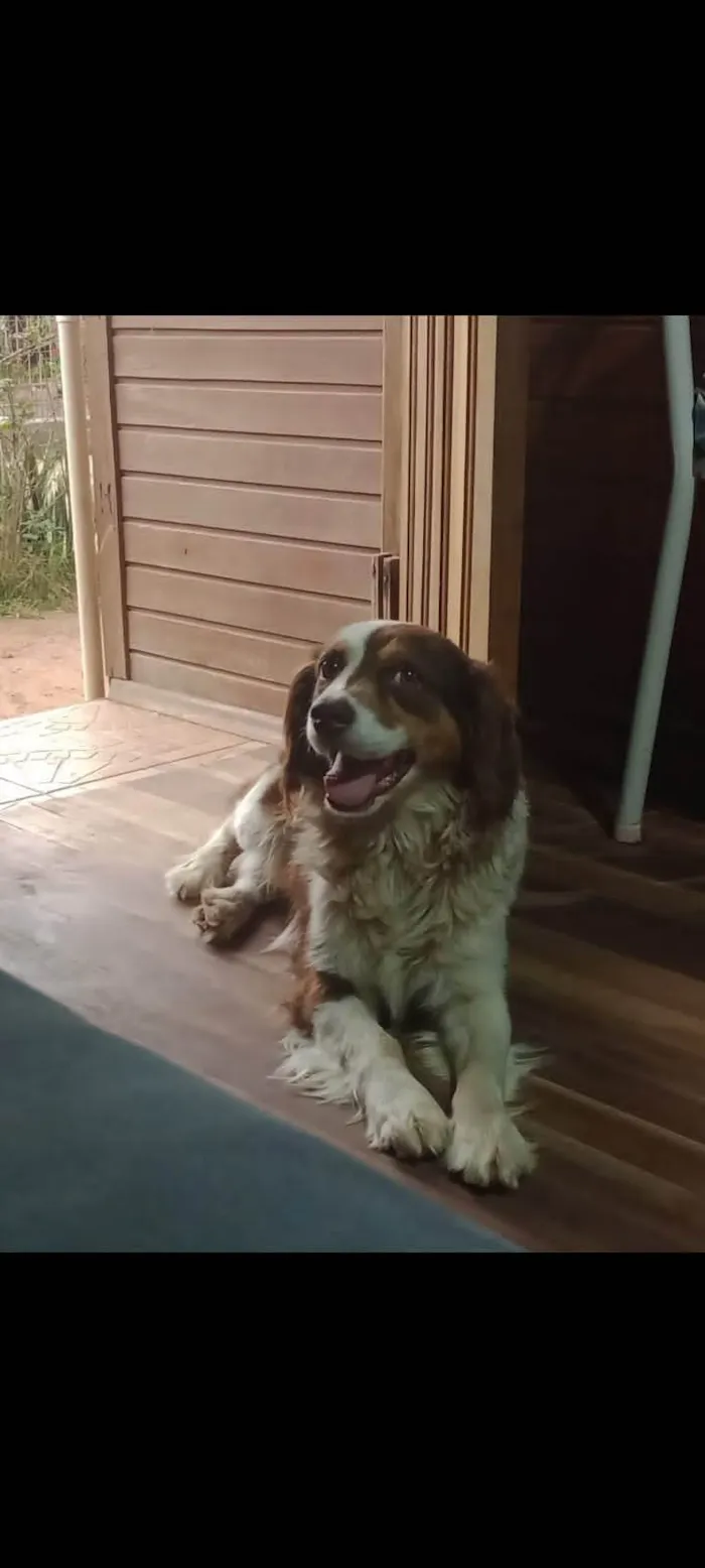 Cachorro raça SRD-ViraLata idade 5 anos nome Breno