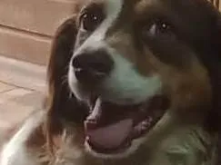 Cachorro raça SRD-ViraLata idade 5 anos nome Breno