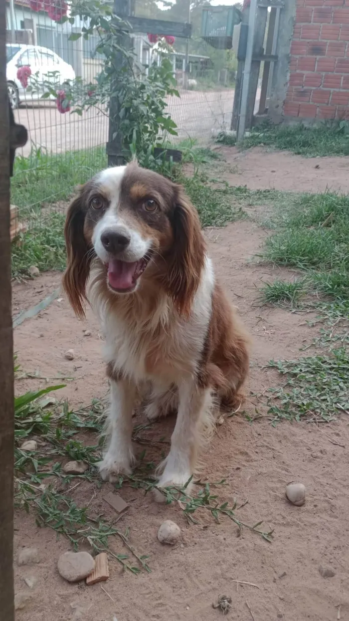 Cachorro raça SRD-ViraLata idade 5 anos nome Breno