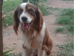 Cachorro raça SRD-ViraLata idade 5 anos nome Breno