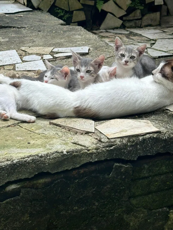 Gato raça SRD-ViraLata idade 2 a 6 meses nome Filhotes sem nome 