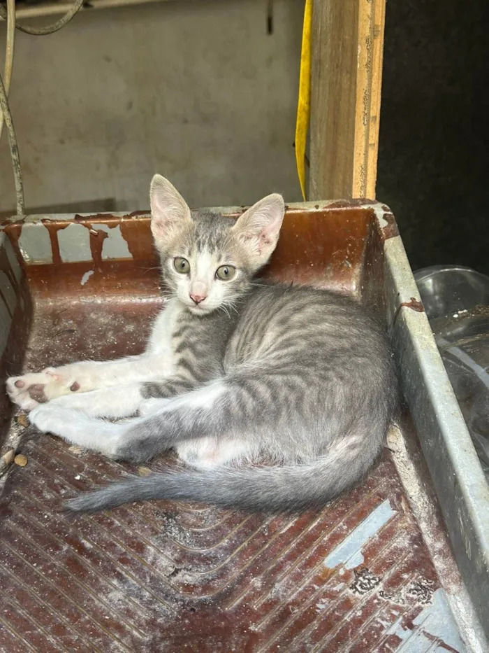 Gato raça SRD-ViraLata idade 2 a 6 meses nome Filhotes sem nome 