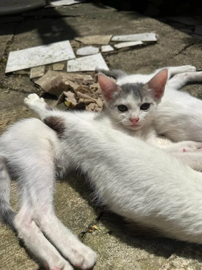 Gato raça SRD-ViraLata idade 2 a 6 meses nome Filhotes sem nome 