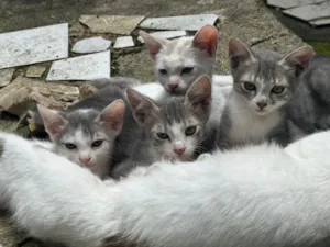 Gato raça SRD-ViraLata idade 2 a 6 meses nome Filhotes sem nome 