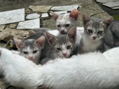 Gato raça SRD-ViraLata idade 2 a 6 meses nome Filhotes sem nome 