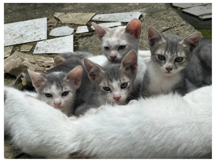 Gato raça SRD-ViraLata idade 2 a 6 meses nome Filhotes sem nome 