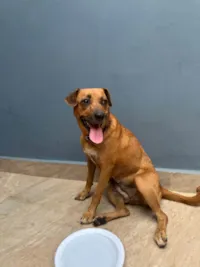 Cachorro ra a SRD-ViraLata idade 1 ano nome Sem nome