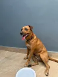 Cachorro ra a SRD-ViraLata idade 1 ano nome Sem nome