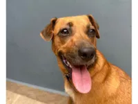 Cachorro ra a SRD-ViraLata idade 1 ano nome Sem nome