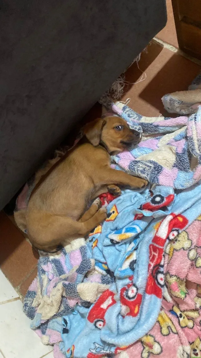 Cachorro ra a SRD-ViraLata idade Abaixo de 2 meses nome Pandora 