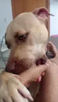 Cachorro ra a Pit-Bull idade 6 ou mais anos nome Estrela