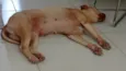 Cachorro ra a Pit-Bull idade 6 ou mais anos nome Estrela