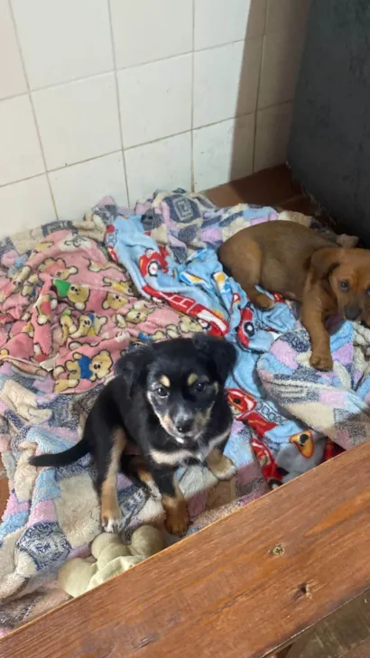 Cachorro ra a SRD-ViraLata idade Abaixo de 2 meses nome Binha 