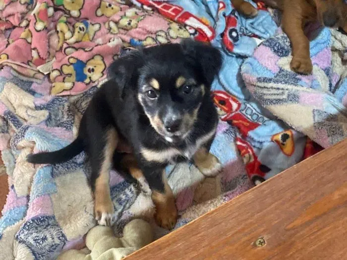 Cachorro raça SRD-ViraLata idade Abaixo de 2 meses nome Binha 