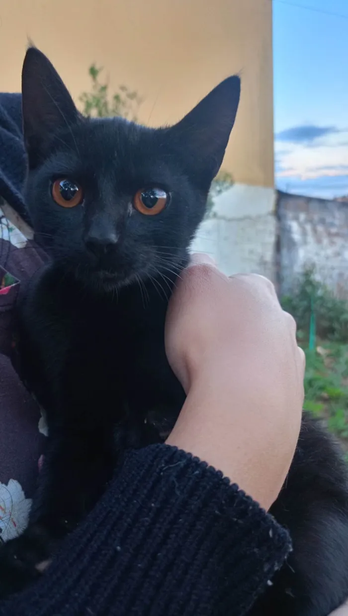 Gato raça Exótico idade 2 a 6 meses nome Veludo