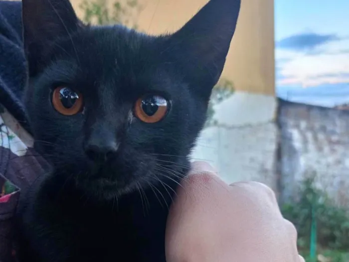 Gato raça Exótico idade 2 a 6 meses nome Veludo