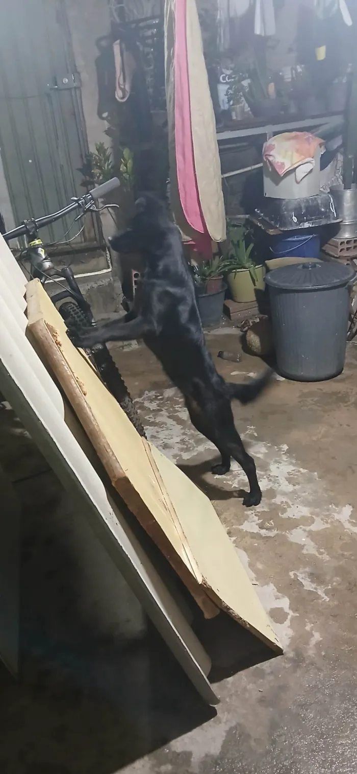 Cachorro ra a SRD-ViraLata idade 7 a 11 meses nome Nayla