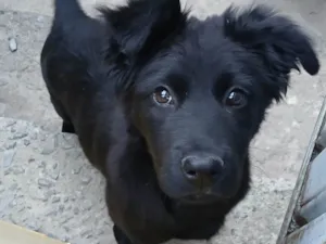 Cachorro raça SRD-ViraLata idade 7 a 11 meses nome Nayla
