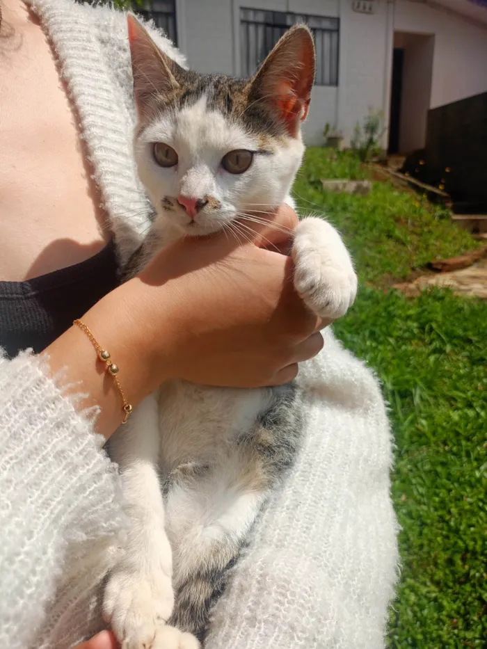 Gato raça SRD-ViraLata idade 2 a 6 meses nome Bigode