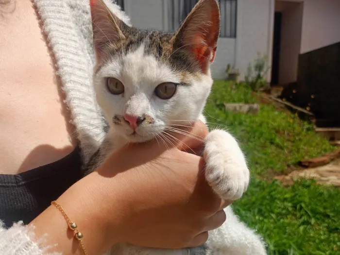 Gato raça SRD-ViraLata idade 2 a 6 meses nome Bigode