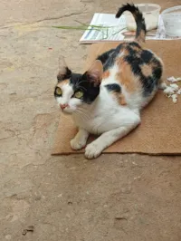 Gato ra a SRD-ViraLata idade 1 ano nome Maria 