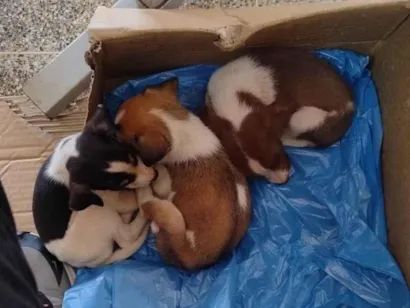 Cachorro raça SRD-ViraLata idade Abaixo de 2 meses nome Hugo Hallan Almeida da Silva