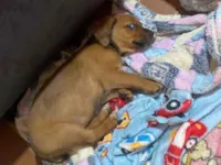 Cachorro ra a SRD-ViraLata idade Abaixo de 2 meses nome Pandora 