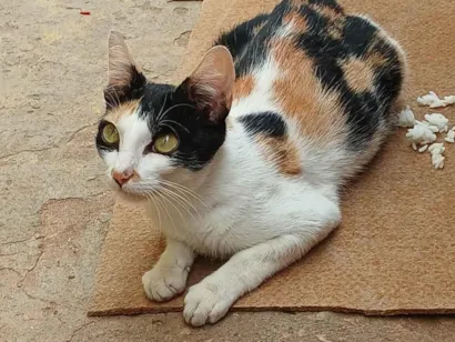 Gato raça SRD-ViraLata idade 1 ano nome Maria 