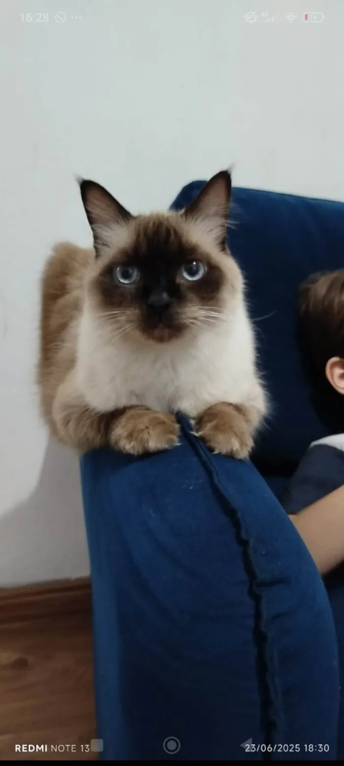 Gato ra a SRD-ViraLata idade 6 ou mais anos nome Catarina