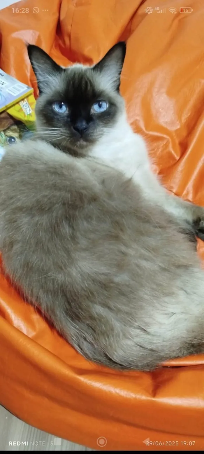 Gato ra a SRD-ViraLata idade 6 ou mais anos nome Catarina