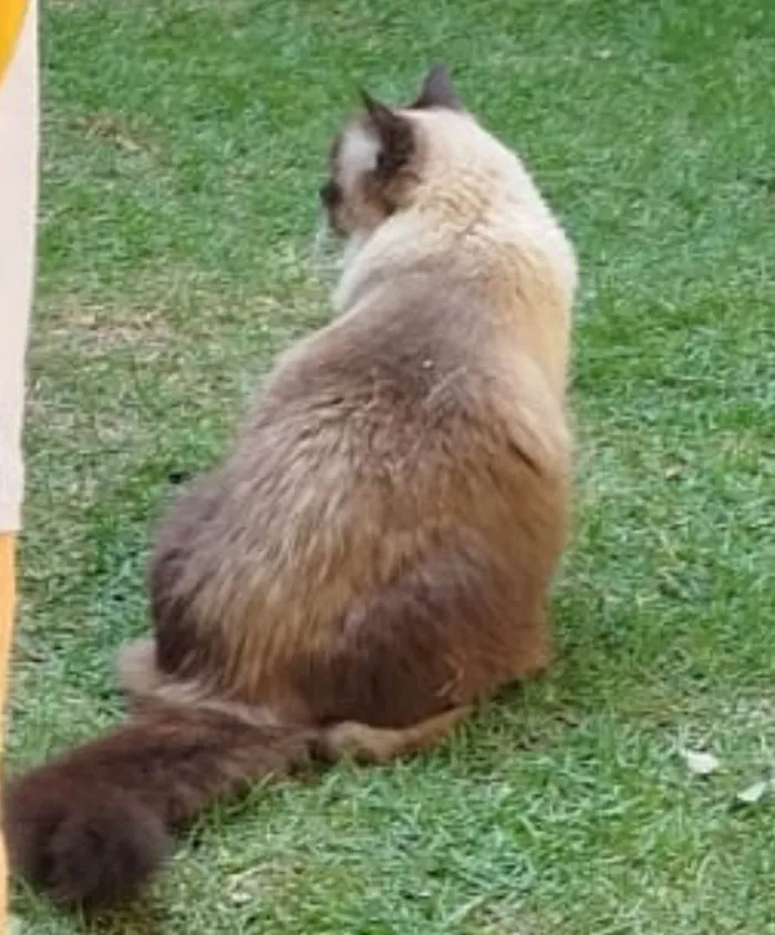 Gato ra a SRD-ViraLata idade 6 ou mais anos nome Catarina