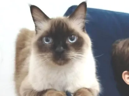Gato ra a SRD-ViraLata idade 6 ou mais anos nome Catarina