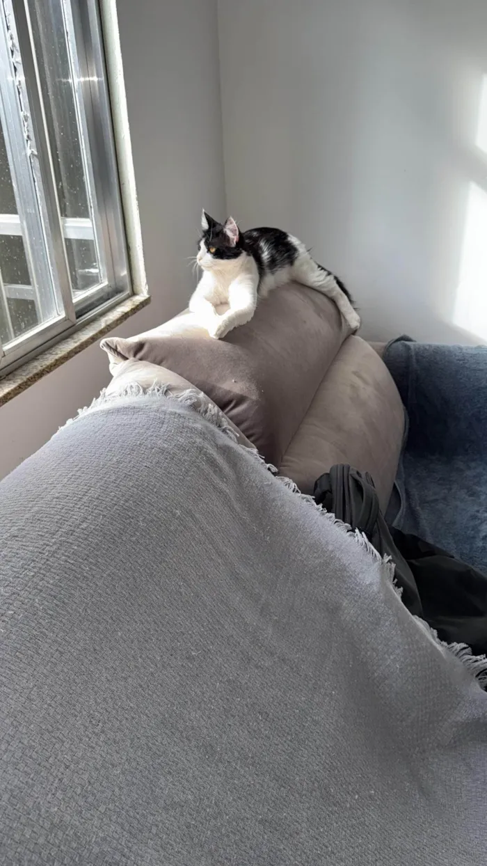 Gato ra a SRD-ViraLata idade 1 ano nome Minerva