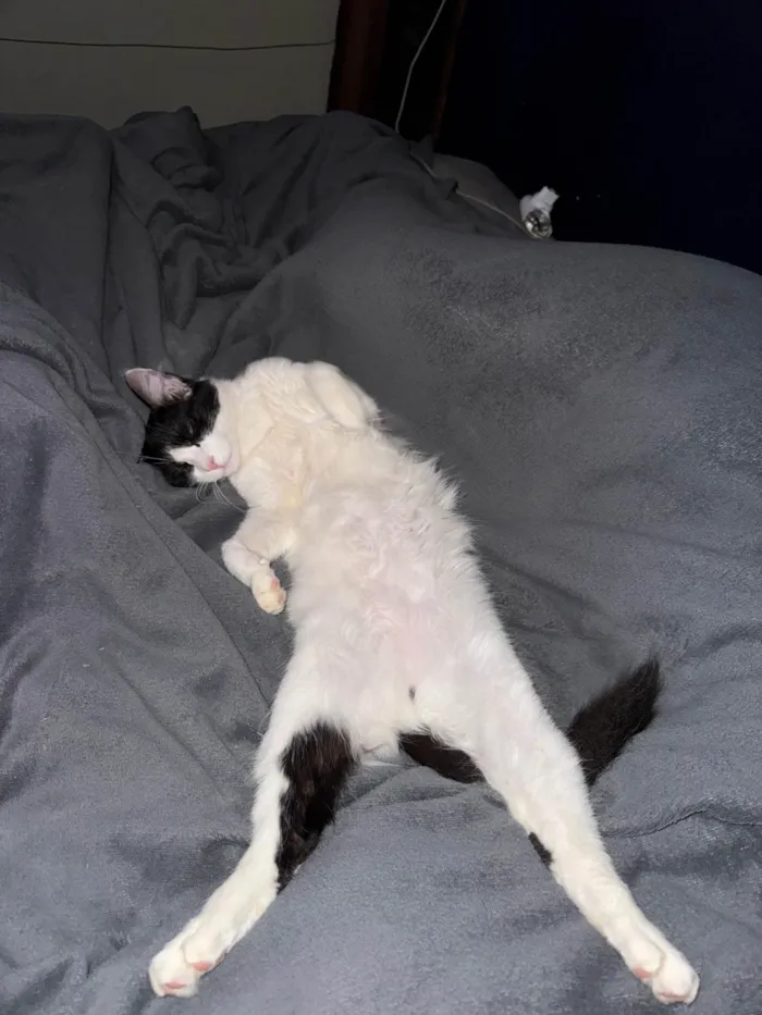 Gato ra a SRD-ViraLata idade 1 ano nome Minerva