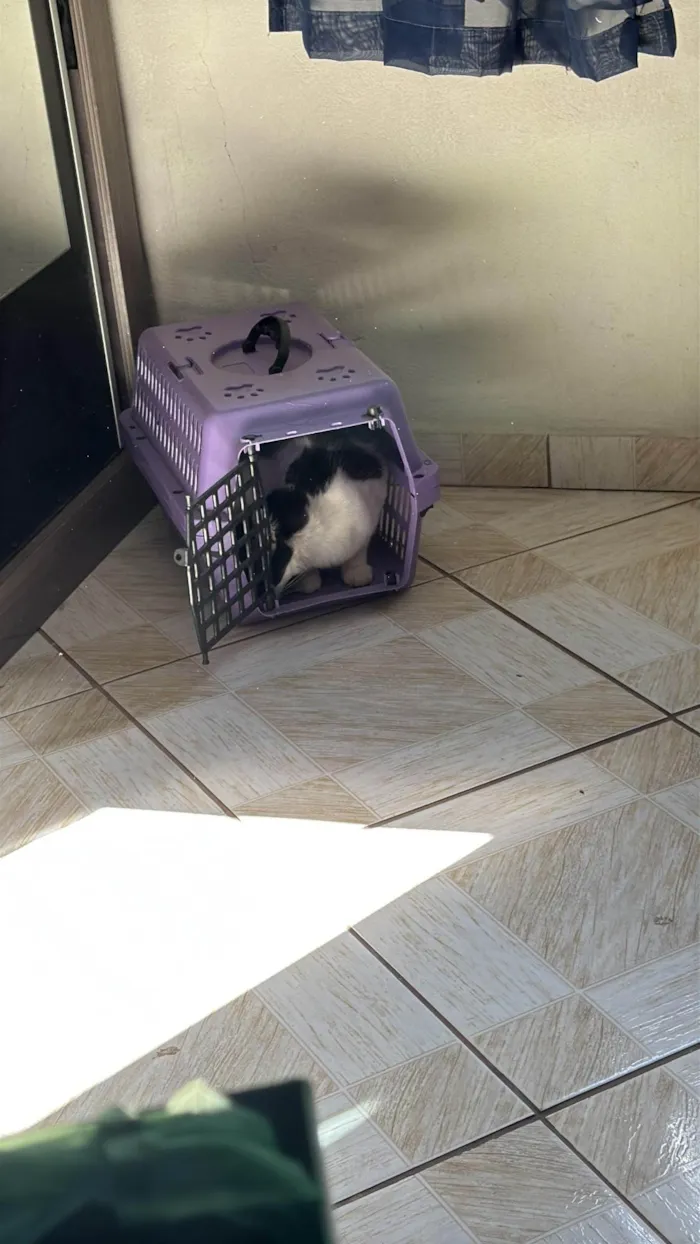 Gato ra a SRD-ViraLata idade 1 ano nome Minerva