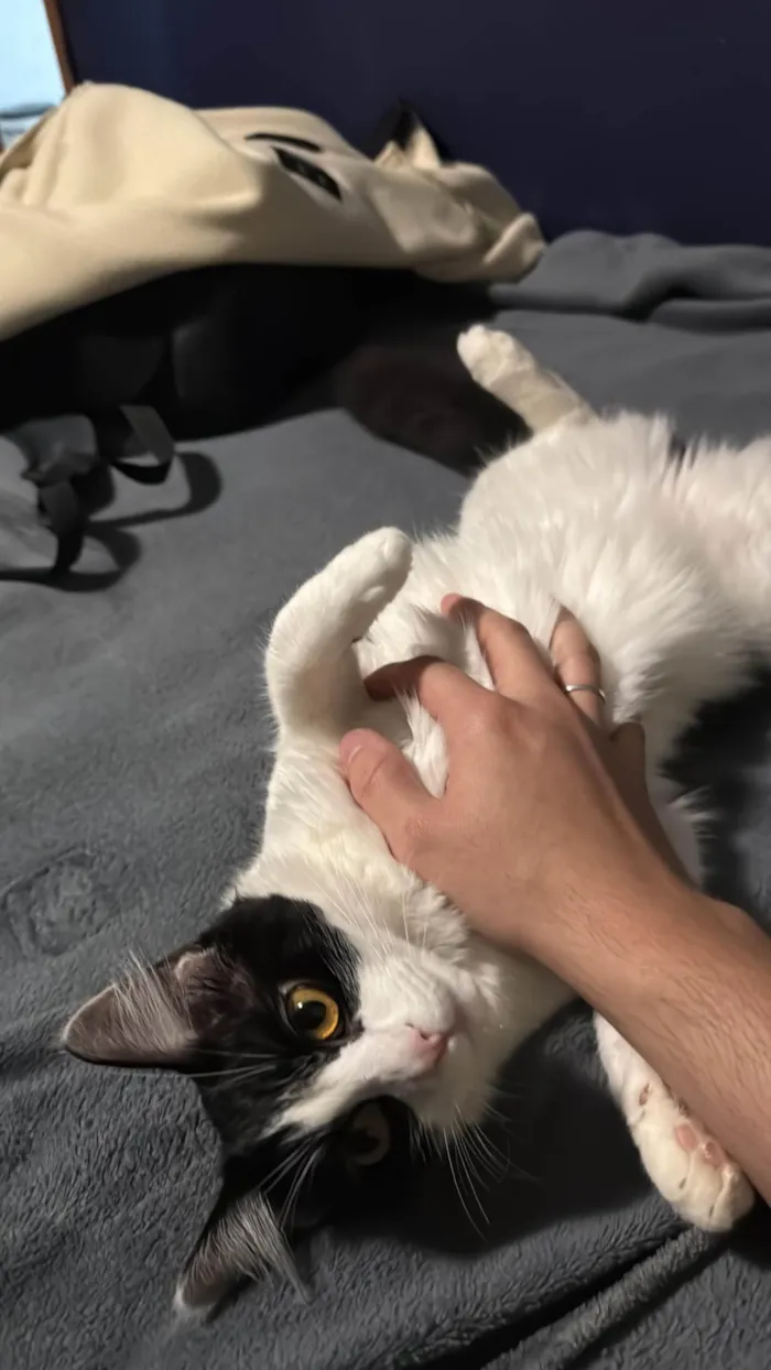 Gato ra a SRD-ViraLata idade 1 ano nome Minerva