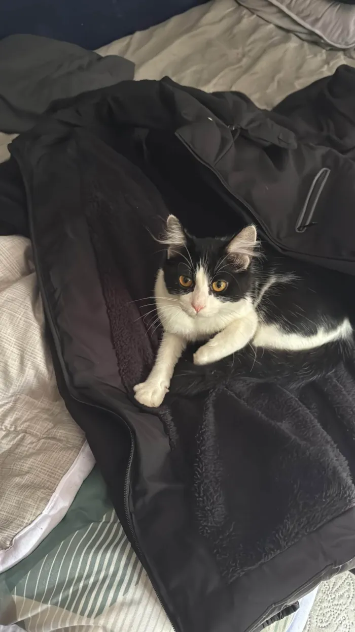 Gato ra a SRD-ViraLata idade 1 ano nome Minerva