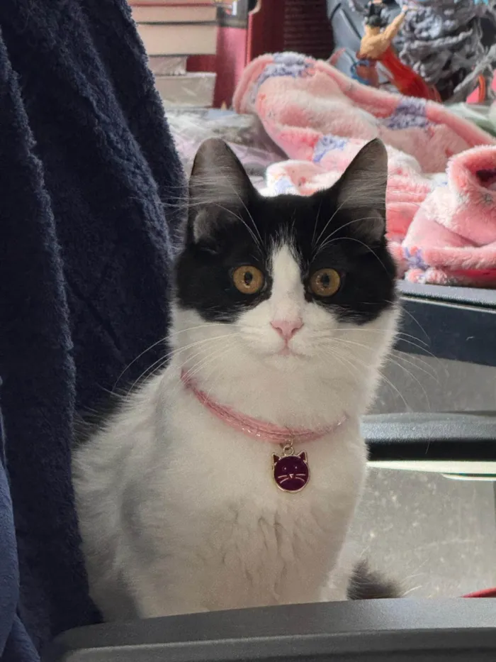 Gato ra a SRD-ViraLata idade 1 ano nome Minerva