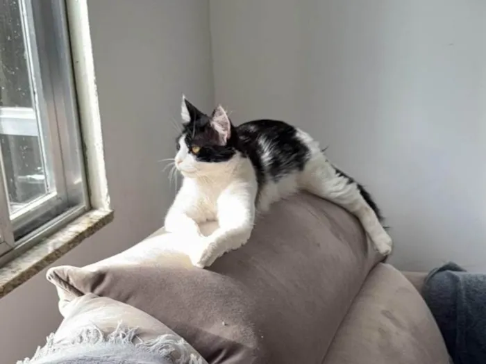 Gato ra a SRD-ViraLata idade 1 ano nome Minerva