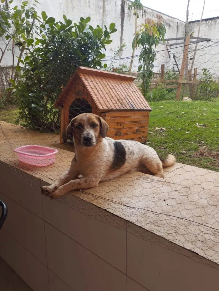 Cachorro raça SRD-ViraLata idade 1 ano nome Tonho