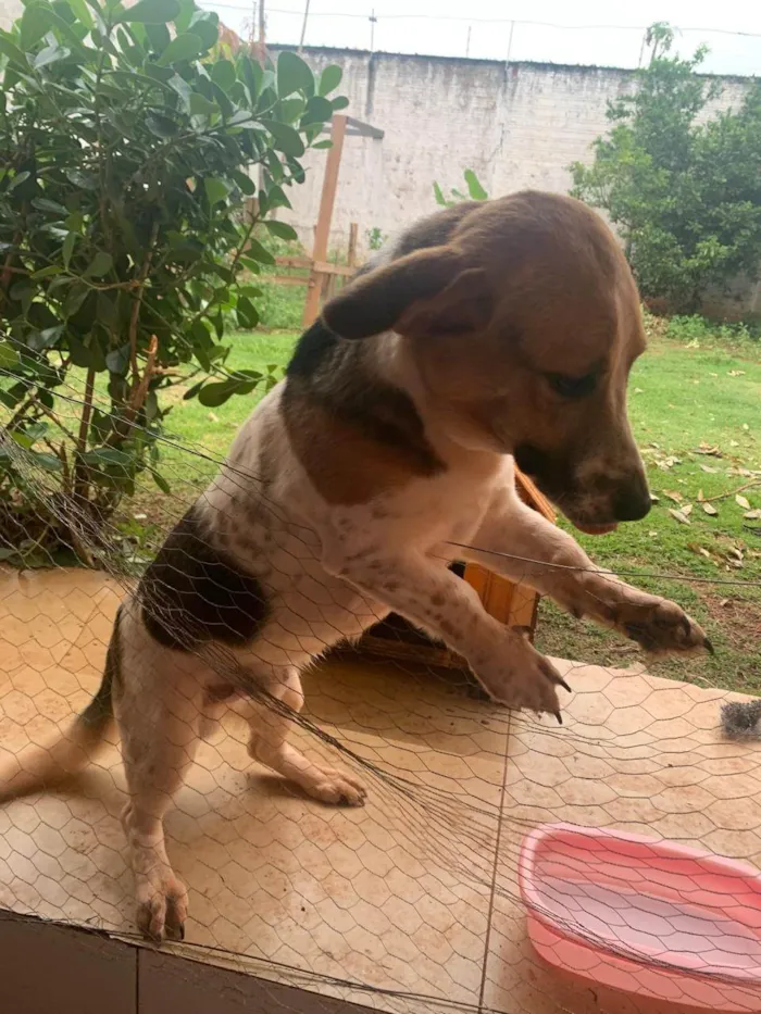 Cachorro raça SRD-ViraLata idade 1 ano nome Tonho