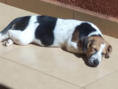 Cachorro ra a SRD-ViraLata idade 1 ano nome Tonho
