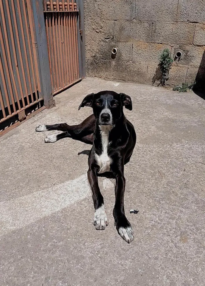 Cachorro ra a SRD-ViraLata idade 3 anos nome Kiara