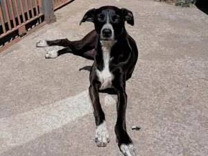 Cachorro raça SRD-ViraLata idade 3 anos nome Kiara