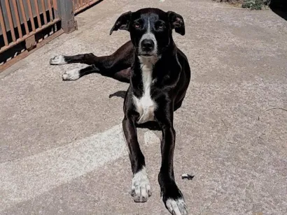 Cachorro ra a SRD-ViraLata idade 3 anos nome Kiara