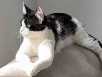 Gato ra a SRD-ViraLata idade 1 ano nome Minerva